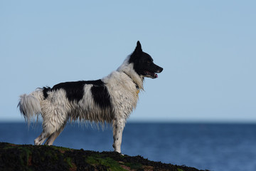 Dogs - Border Collie
