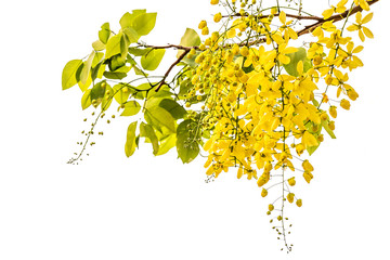 Golden shower(Cassia fistula)