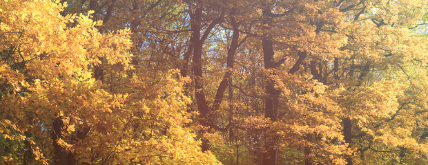 Goldener Herbst, Landschaft, Panorama - Golden autumn, landscape