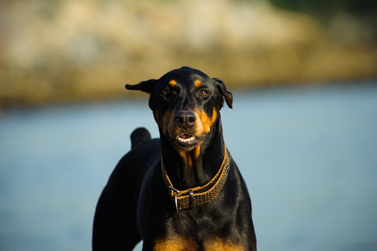 Doberman Pinscher dog with cropped ears and red and tan marking lying down playing with a stick