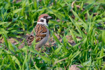 Feldsperling Feldspatz Spatz (Passer montanus) auf einem Feld