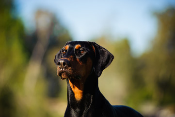 Doberman Pinscher dog with cropped ears and red and tan marking lying down playing with a stick