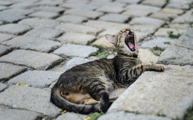 Yawning Cat