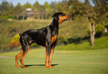 Doberman Pinscher dog with cropped ears and red and tan marking lying down playing with a stick