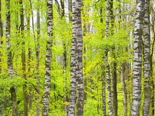 Obraz premium Wiosna - brzozy o delikatnych zielonych liściach