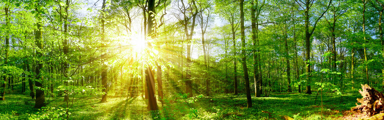 Fototapeta na wymiar Wald Panorama mit Sonne
