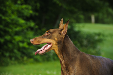 Doberman Pinscher dog with cropped ears and red and tan marking lying down playing with a stick