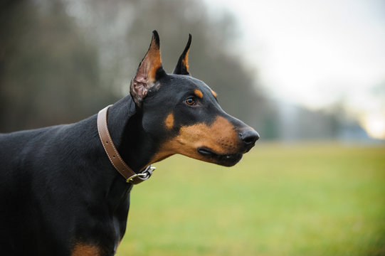 Doberman Pinscher dog with cropped ears and red and tan marking lying down playing with a stick