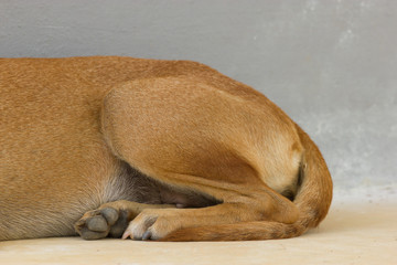 The hind legs of dog lying