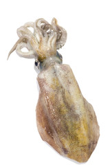 Freshly squid isolated on white background - 109402195
