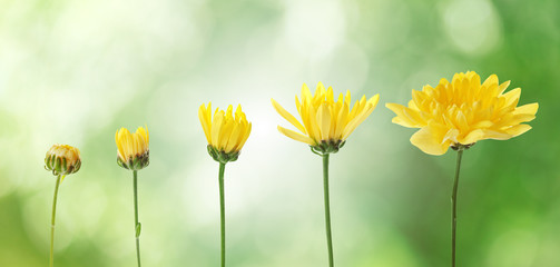 Yellow flowers on blurred green nature background, stages of growth concept