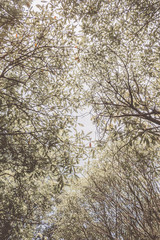 Vintage nature background