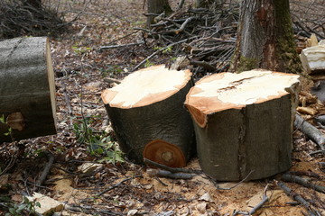 Removal of trunks and trees in a forest