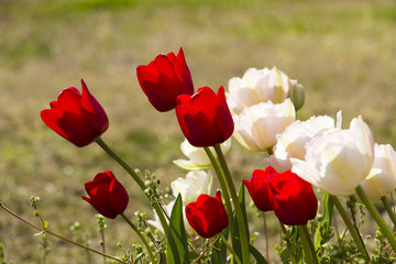 紅白のチューリップ