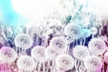 Fototapeten Fluffy dandelion flower against the background of the summer lan © alenalihacheva