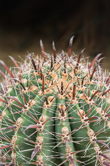 Naklejka na ściany i meble Close-up flower of golden ball cactus (Echinocactus grusonii)