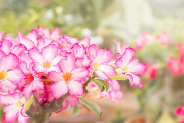 Fototapeta na wymiar Close up-Pink flower. Desert rose flowers in garden,Impala Lily,