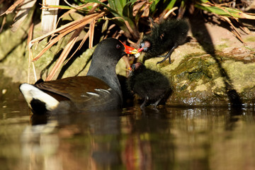 Common Moorhen with Nestlings