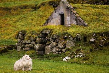 A Sheep on Green Field near the torf House