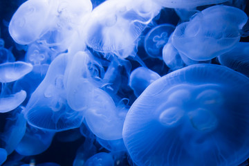 Fototapeta premium blue jellyfish