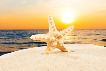Fototapeta na wymiar Summer concept. starfish on a beach