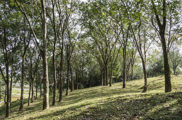Trees aligned in tropical forrest - tree in a tropical rain forrest.