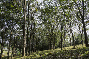 Fototapeta na wymiar Trees aligned in tropical forrest - tree in a tropical rain forrest.