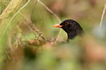 Blackbird