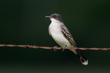 Eastern Kingbird (Tyrannus tyrannus)