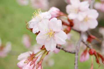 Naklejka premium 桜 さくら 