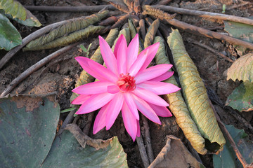 Pink lotus bloom in the morning on the dry ground.
