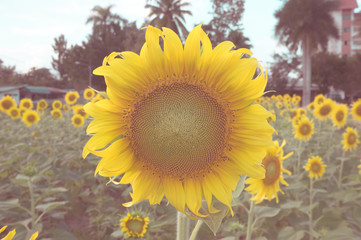 Beautiful sunflower in the field with bright blue sky