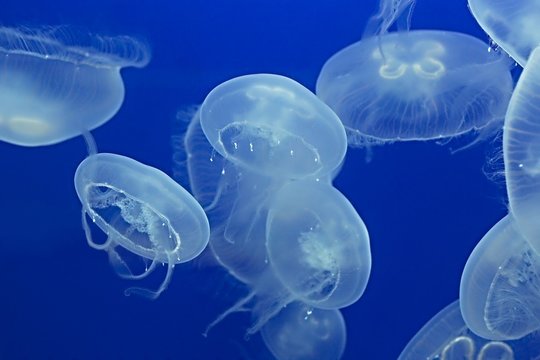 Jellyfish Drifting Background