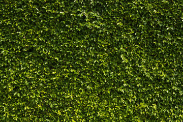 Leaf wall, green plant texture