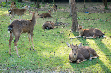 image blur of sika deer