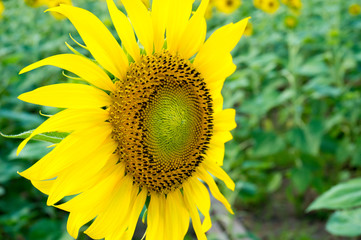 Beautiful sunflower in the field