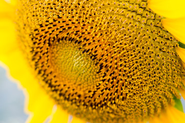 Beautiful sunflower in the field 