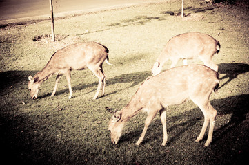 image blur of sika deer