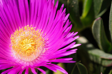 Obraz premium Purple flower of a Carpobrotus chilensis plant