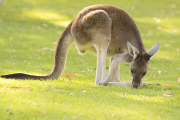 Naklejka na ściany i meble Beautiful kangaroo standing on eating grass Perth, Western Australia, Australia.