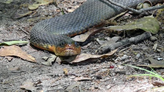 Stare Down with snake on a hiking trail