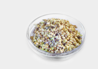 Germinated buckwheat in a glass jar