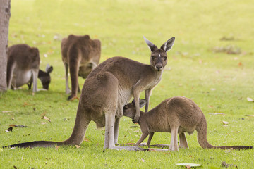 Beautiful kangaroo feeding its baby outdoors Perth, Western Australia, Australia