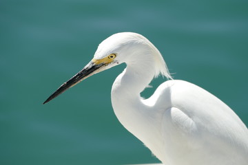Fototapeta na wymiar White egret