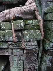 Ta Prohm temple,  Cambodia
