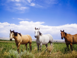 Horses of a different color
