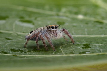 Spider juming / OLYMPUS DIGITAL CAMERA