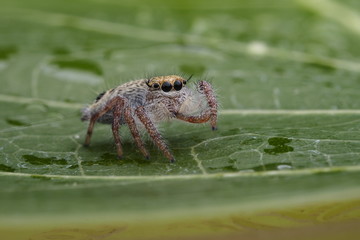 Spider juming / OLYMPUS DIGITAL CAMERA