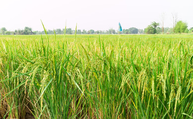 Rice field