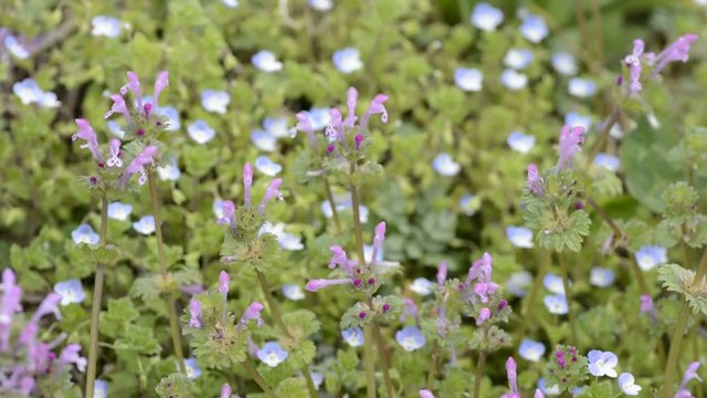 オオイヌノフグリをバックにホトケノザの花